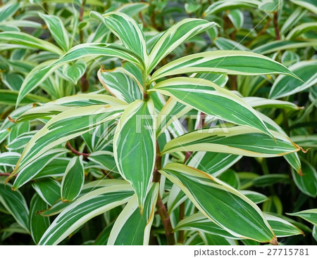 Background of Yucca Tree or Dracaena Plants Background of Yucca Tree or Dracaena Plants 27715781