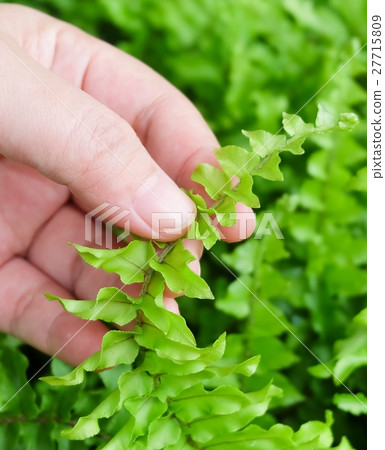 Hand Taking Care of Tassle Ferns in Garden 27715809