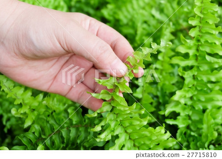 Hand Taking Care of Tassle Ferns in Garden 27715810