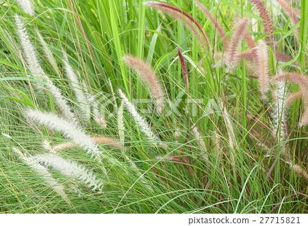 Meadow of Mission Grass or Pennisetum with Flower Meadow of Mission Grass or Pennisetum with Flower 27715821