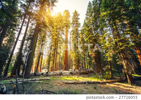 Old redwood in Sequoia National Park Old redwood in Sequoia National Park 27716055