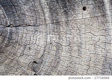 Closeup dry tree saw cut. 27716068