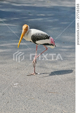 New Year's Cardio year, bird, birds, zoo, Khao Kiao Zoo New Year's Cardio year, bird, birds, zoo, Khao Kiao Zoo 27716168