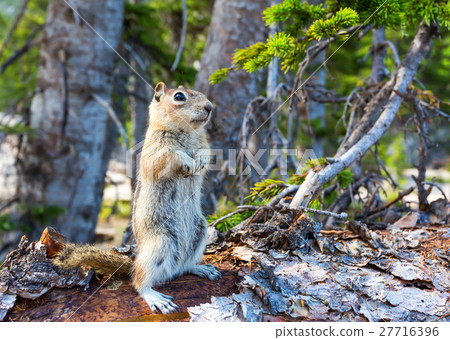 Rodent on dry tree in green forest. Rodent on dry tree in green forest. 27716396