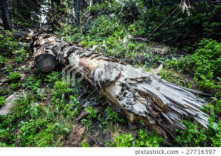 Dead tree in deep forest. Dead tree in deep forest. 27716397