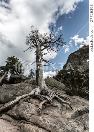 Dry tree on stone hill Dry tree on stone hill 27716398