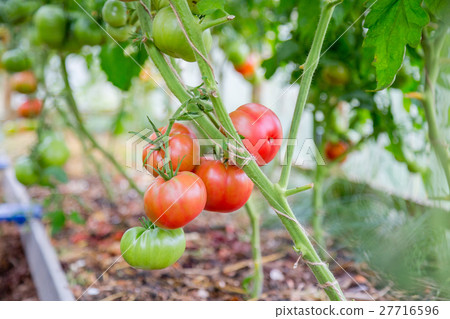 Red ripe tomatoes hanging on a branch 27716596