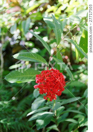 夢想海島熱帶植物房子的紅色花·Santanka 夢想海島熱帶植物房子的紅色花·Santanka 27717503
