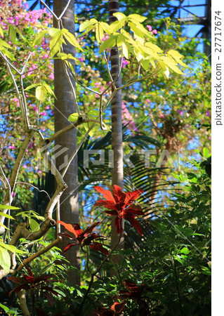 Yume沒有海島熱帶植物大廳五顏六色的熱帶植物 27717674