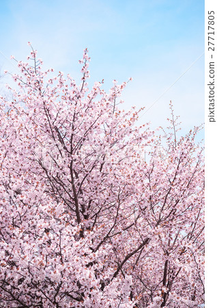 櫻花(高調) 櫻花(高調) 27717805