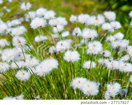 White blooming of tussock cottongrass, Eriophorum 27717827