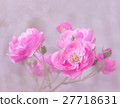 Pink garden roses branch 27718631
