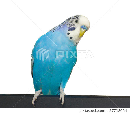 budgie on a white background budgie on a white background 27718634