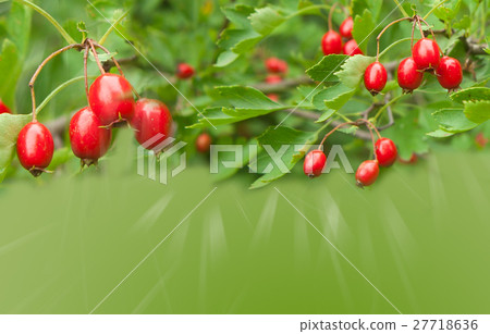 Green background with berries of hawthorn Green background with berries of hawthorn 27718636