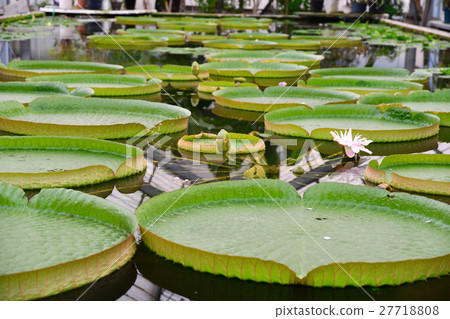 Daimyo - Stock Photo [27718808] - PIXTA