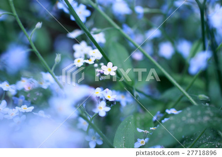 忘了草 忘了草 27718896