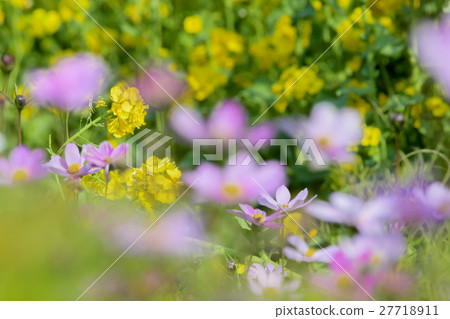 強姦鮮花和盛開的宇宙 27718911