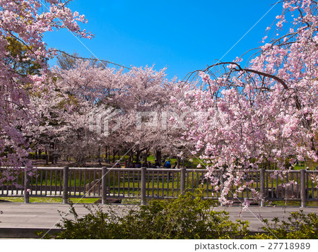 Cherry blossoms in northernmost green area Cherry blossoms in northernmost green area 27718989