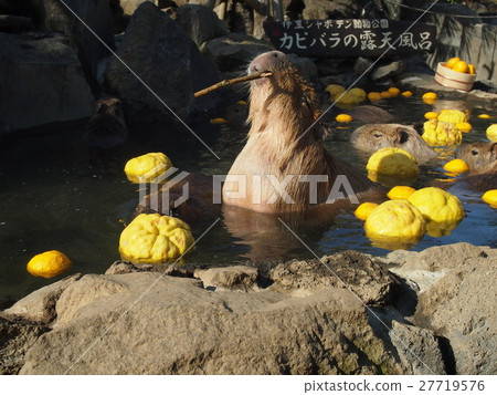 伊豆仙人掌公園溫泉沐浴在Capipara 伊豆仙人掌公園溫泉沐浴在Capipara 27719576