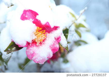 雪和山花 27720137