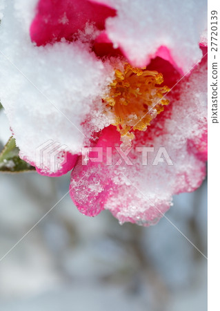 雪和山花 27720139