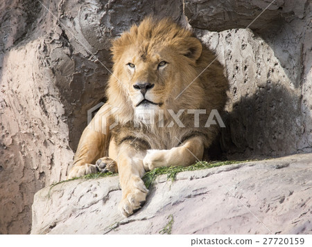 lion lion 27720159