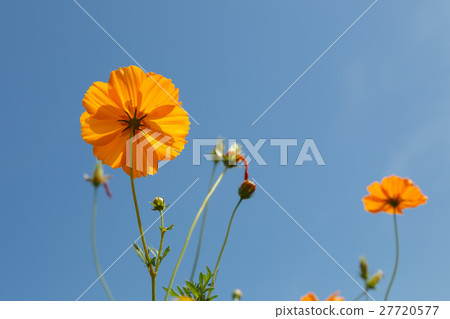 Cosmos flowers with cloud and blue sky background Cosmos flowers with cloud and blue sky background 27720577