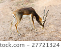 African antelope in a zoo 27721324
