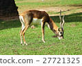 African antelope in a zoo 27721325
