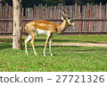 African antelope in a zoo 27721326