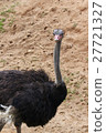 ostrich in Thailand Zoo 27721327