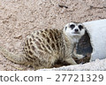 meerkat with nature 27721329