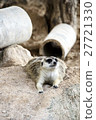 meerkat with nature 27721330