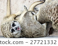 meerkat with nature 27721332