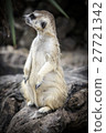 meerkat with nature 27721342