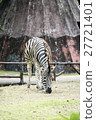 Zebra on grassland at Khao kheow Zoo 27721401