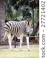 Zebra on grassland at Khao kheow Zoo 27721402