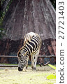 Zebra on grassland at Khao kheow Zoo 27721403