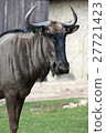 Wilderbeast at Khao Kheow Zoo in Thailand. 27721423