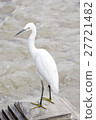 A White Heron bird standing at the river 27721482