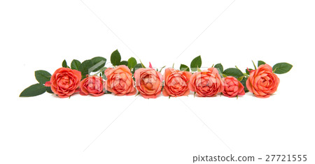 beautiful little rose beautiful little rose 27721555