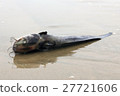 Dead fish carcasses on the beach 27721606