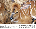 antelope 27721714