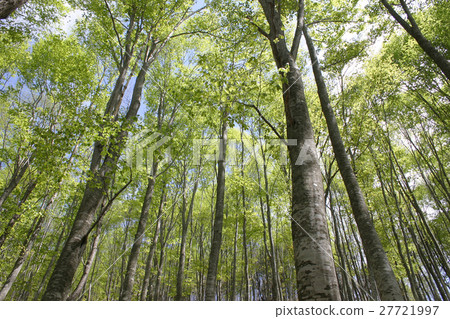 Beech Wakaba Daisen Mire Beech Wakaba Daisen Mire 27721997