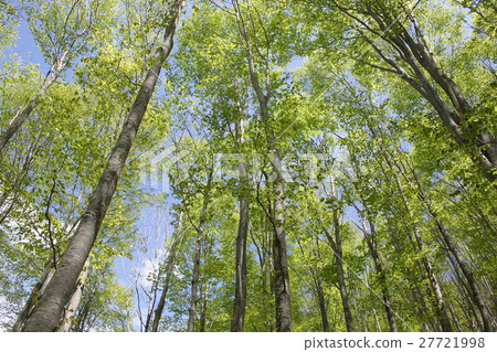 Ogowane marshland looking up at beech leaves Ogowane marshland looking up at beech leaves 27721998