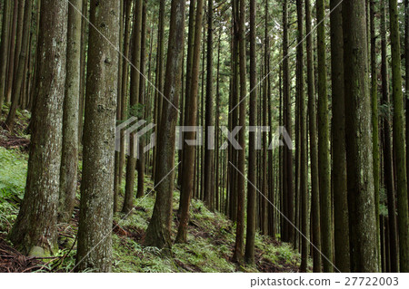 Afforestation Mt. Honda mountain in Okutama 27722003