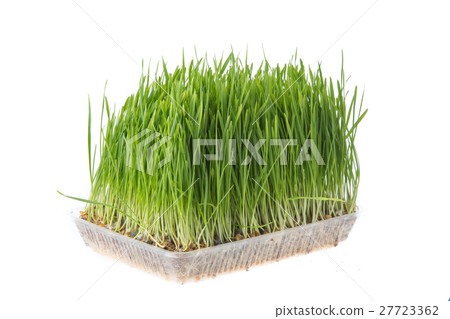wheat grass wheat grass 27723362