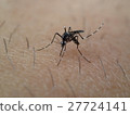白紋伊蚊 27724141