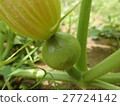 南瓜花 27724142