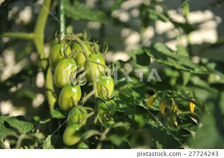 Green tomato Green tomato 27724243